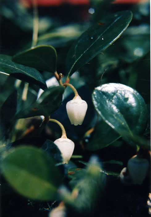 Variety of wintergreen